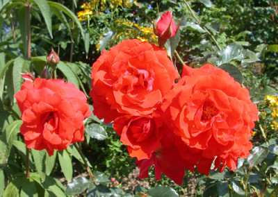 Kordes_Brilliant_S2_28915.jpg