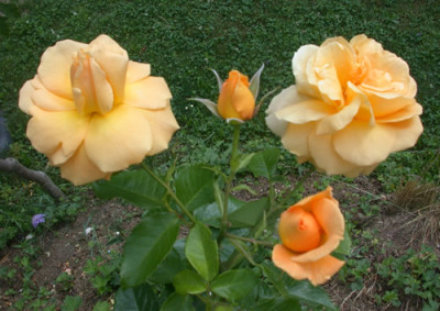 Westfalenpark_Hugel_28891.jpg