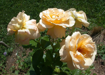Westfalenpark_Hugel_28918.jpg