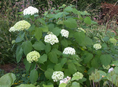 Waldhortensie_Annabelle_S_28922_.jpg