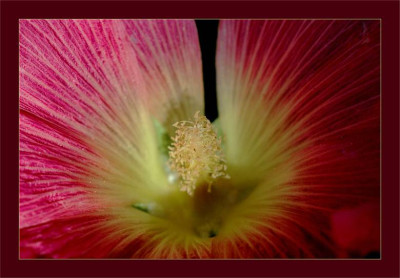 Roscea_1_02-07-2006.jpg