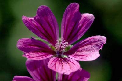 Malva_1_02-07-2006.jpg