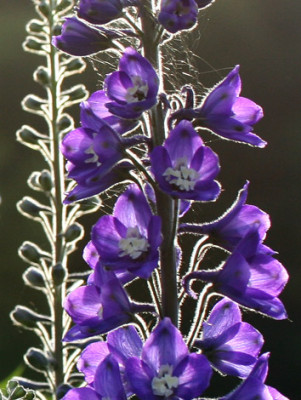 Rittersporn-im-Gegenlicht.jpg