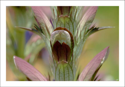 Acanthus_1_02-07-2006.jpg