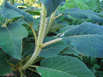 Hydrangea_villosa_2_fars.jpg