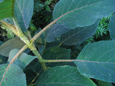 Hydrangea_aspera_ssp._sargentiana_fars_.jpg