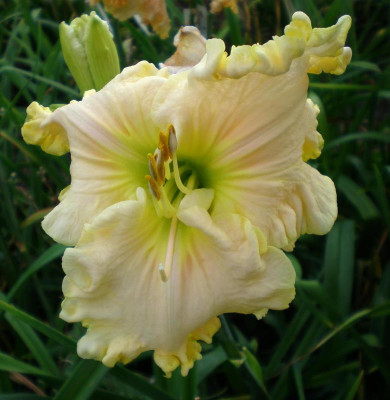 Boundless Beauty 2015.jpg
