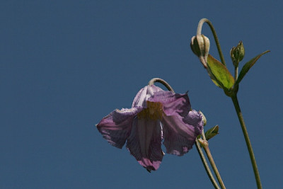 strahlender-Sommertag.jpg