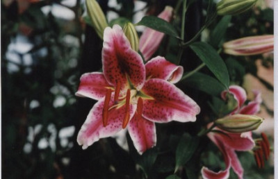 Stargazer.jpg
