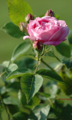 Titz-klein_023.jpg