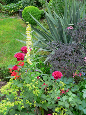 sambucus.jpg
