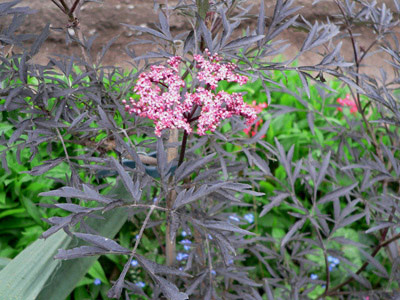 sambucus2.jpg