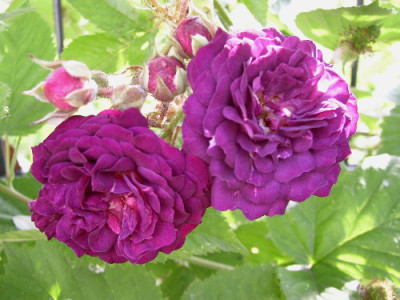 Bleu_magenta.jpg