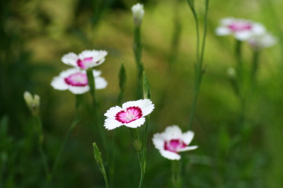 Dianthus-Juli06-01.jpg