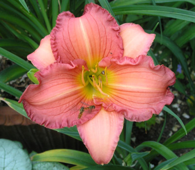 daylillys-Saemling-2.jpg