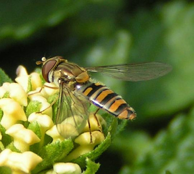 Episyrphus_balteatus_-_Winterschwebfliege__Hain-Schwebfliege_01.jpg