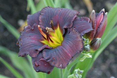 Diana_Grenfell_0494.jpg