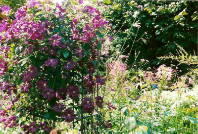 Clematis_vit.Etoile_Violett.jpg