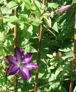 Clematis_viticella_Venosa_Violacea__a.jpg