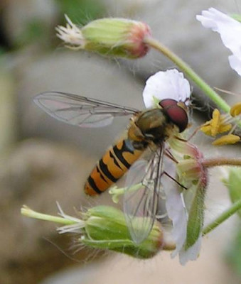 Episyrphus_balteatus_-_Winterschwebfliege__Hain-Schwebfliege_05.jpg