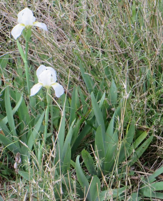 IMG_2654_Ausschnitt1_Iris.JPG