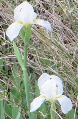 IMG_2654_Ausschnitt2_Iris.JPG