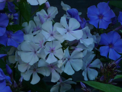 Phlox Polarstern 2.jpg