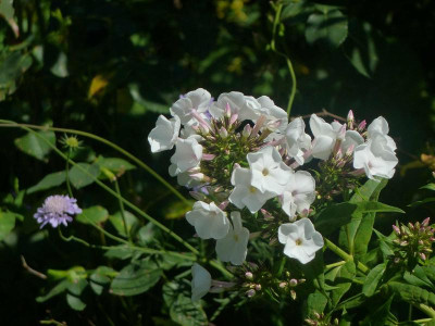 Phlox Rosenkristall.jpg