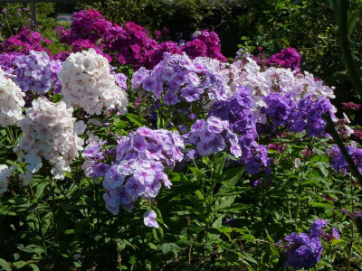 Phlox.jpg