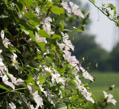 2006-06-19_clematis_huldine_blueten.jpg