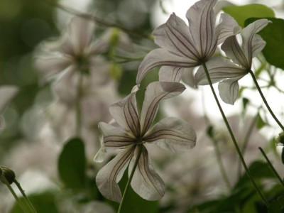 2006-06-19_clematis_huldine_blueten_unterseite.jpg