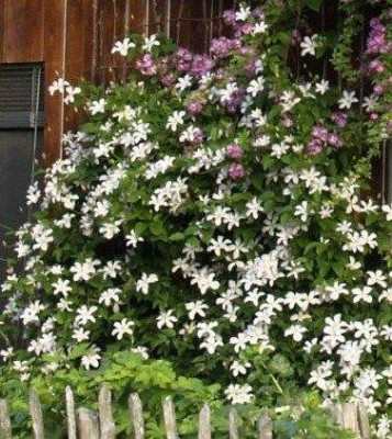 2006-06-20_clematis_huldine_habitus.jpg