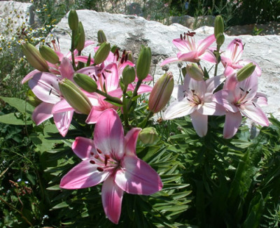 Lilie_T1_28927.jpg