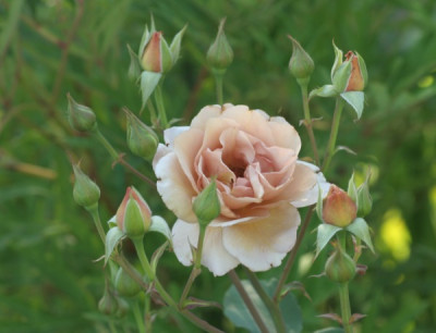 julias_3812.jpg