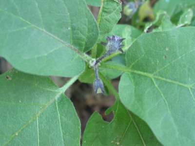 IMG_0111_590X442.jpg