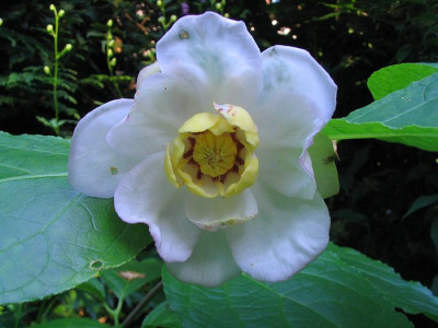Sinocalycanthus_chinensis_fars_2_.jpg