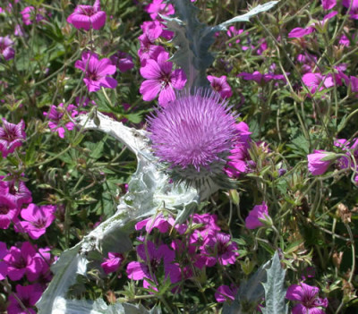 Eselsdistel_und_Storchenschnabel_Patricia_T_28929.jpg