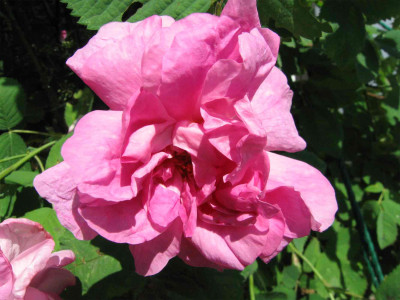 schneiderrosebluete1.jpg