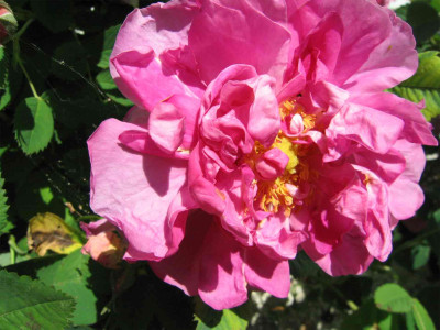 schneiderrosebluete3.jpg
