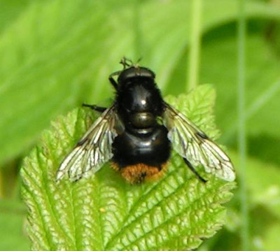 Volucella_bombylans_bombylans_-_Hummelschwebfliege_02.jpg