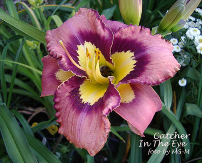 Imgp7531-CatchITEye.jpg