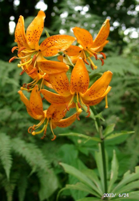 06240004_eLilium_hansonii.JPG
