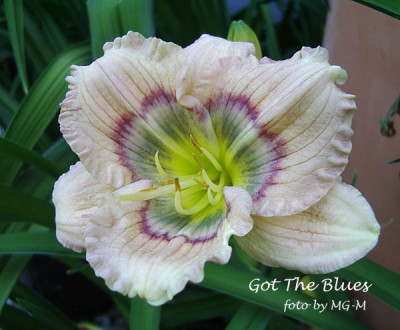 Imgp7481-GotTBlues.jpg