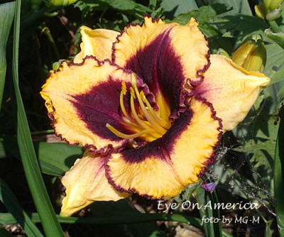 Imgp7410-EOA.jpg