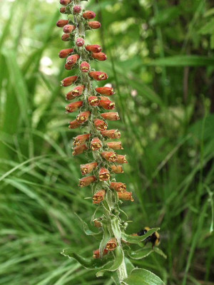 Digitalis_parviflora_Milk_Chocolate.jpg