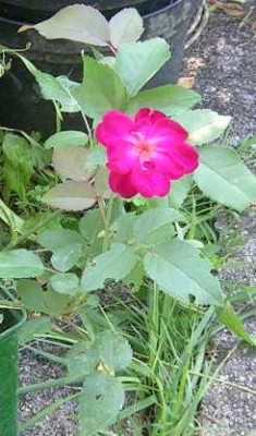 Pourpre_v._Roland__2006.jpg