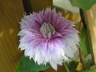 clematis_poulsen.jpg