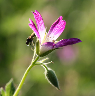 Fliege-auf-Ger.Oxonianum-th.jpg