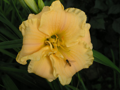 Daylillys-Saemling-No_2.jpg