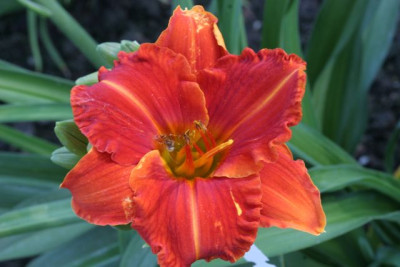 Neon_Flame_0645.jpg